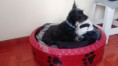 Cama para perro, 